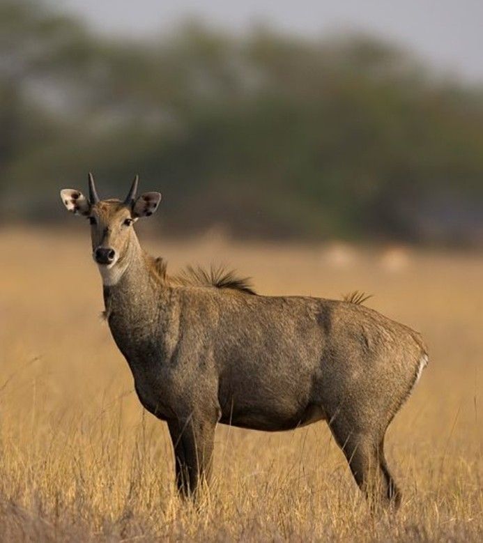 Blue Bull / Nilgai